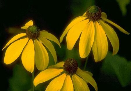 Rudbeckia nitida 'Herbstsonne' P9 - afbeelding 1