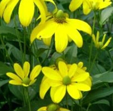 Rudbeckia nitida 'Herbstsonne' P9 - afbeelding 4