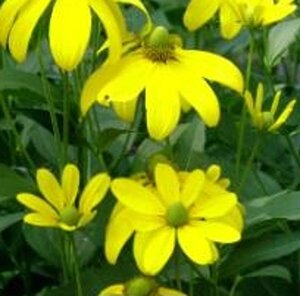 Rudbeckia nitida 'Herbstsonne' P9 - afbeelding 4