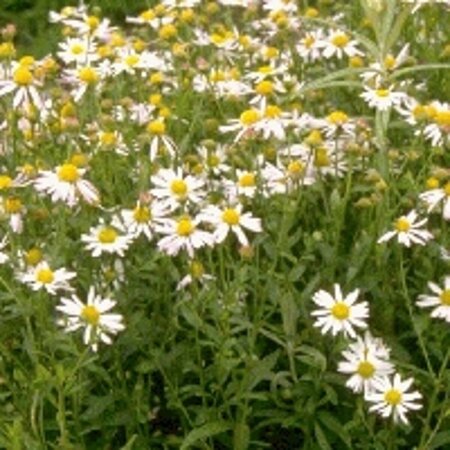 Kalimeris incisa 'Alba' P9 - afbeelding 4