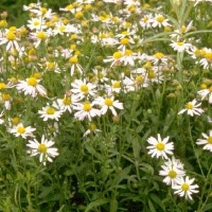 Kalimeris incisa 'Alba' P9 - afbeelding 4