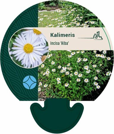Kalimeris incisa 'Alba' P9 - afbeelding 2