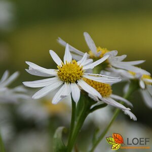 Kalimeris incisa 'Alba' P9