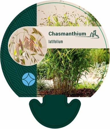 Chasmanthium latifolium P9 - afbeelding 2