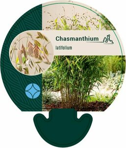 Chasmanthium latifolium P9
