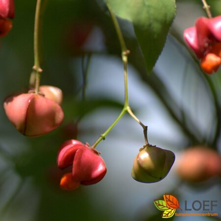 Euonymus alatus 'Compactus' 60/80 C. - afbeelding 2