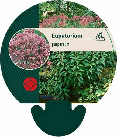 Eupatorium purpureum P9