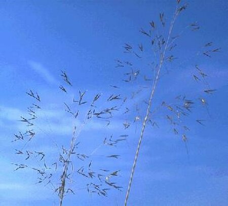 Stipa gigantea C3 - afbeelding 1
