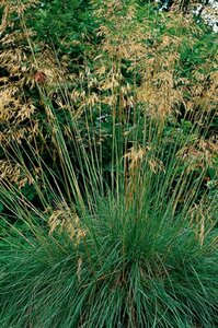 Stipa gigantea C3 - afbeelding 3