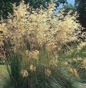 Stipa gigantea C3 - afbeelding 4