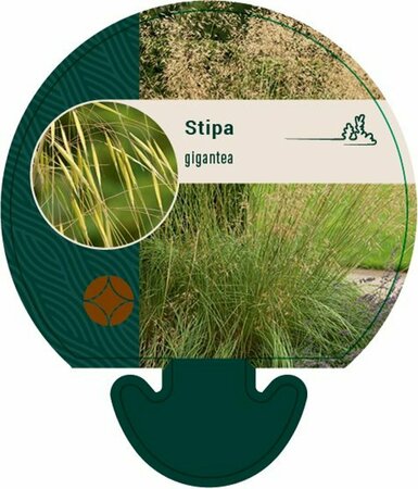 Stipa gigantea C3 - afbeelding 5