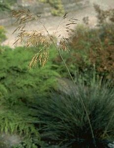Stipa gigantea C3 - afbeelding 2
