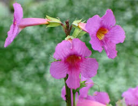 Incarvillea delavayi P9 - afbeelding 4