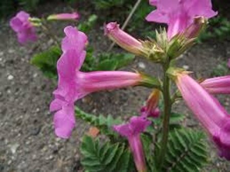 Incarvillea delavayi P9 - afbeelding 5
