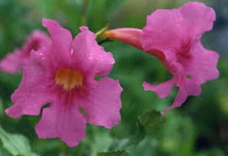 Incarvillea delavayi P9 - afbeelding 6