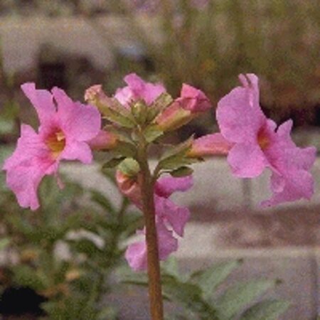 Incarvillea delavayi P9 - afbeelding 7