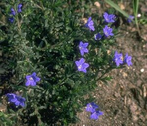 Lithodora diffusa 'Heavenly Blue' (GLANDORA)  P9