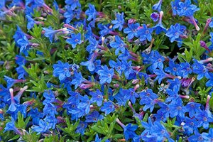 Lithodora diffusa 'Heavenly Blue' (GLANDORA)  P9 - afbeelding 5