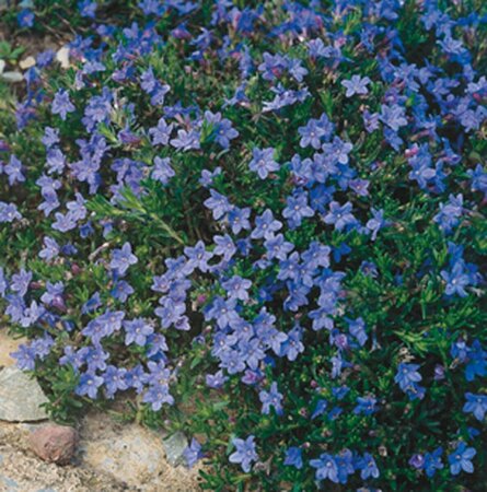 Lithodora diffusa 'Heavenly Blue' (GLANDORA)  P9 - afbeelding 6