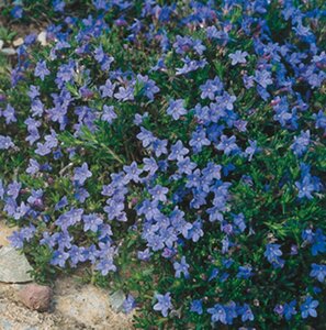 Lithodora diffusa 'Heavenly Blue' (GLANDORA)  P9 - afbeelding 6