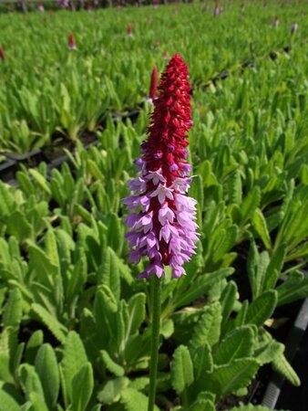 Primula vialii P9 - afbeelding 5