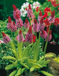 Primula vialii P9 - afbeelding 6