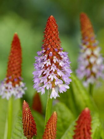 Primula vialii P9 - afbeelding 7
