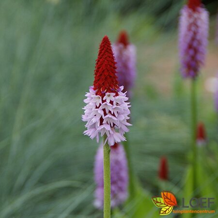 Primula vialii P9 - afbeelding 1