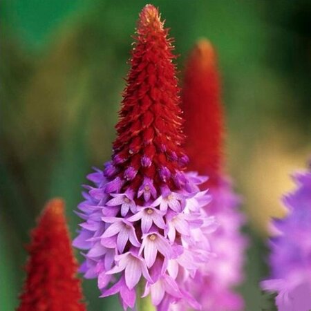 Primula vialii P9 - afbeelding 8