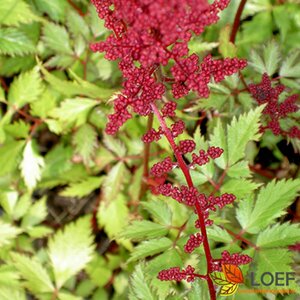 Astilbe arendsii 'Fanal' P9