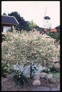 Salix integra 'Hakuro-nishiki' ST. 150 C. 