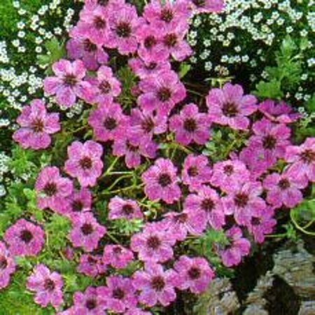 Geranium cinereum 'Ballerina' P9 - afbeelding 2
