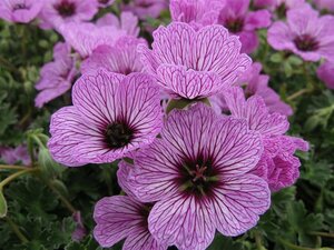 Geranium cinereum 'Ballerina' P9 - afbeelding 2