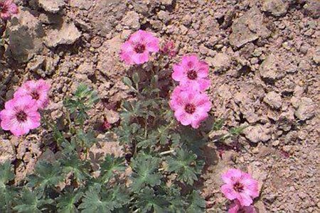 Geranium cinereum 'Ballerina' P9 - afbeelding 1