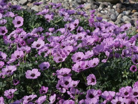 Geranium cinereum 'Ballerina' P9 - afbeelding 10