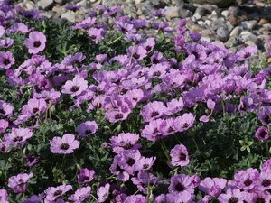 Geranium cinereum 'Ballerina' P9 - afbeelding 10