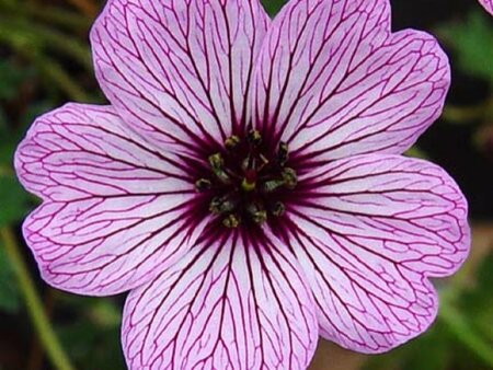 Geranium cinereum 'Ballerina' P9 - afbeelding 7