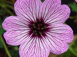 Geranium cinereum 'Ballerina' P9 - afbeelding 7