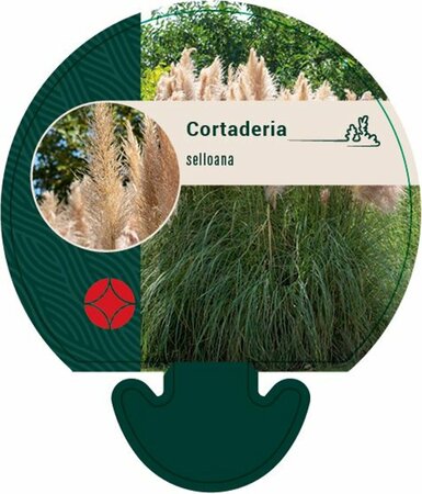 Cortaderia selloana - afbeelding 2
