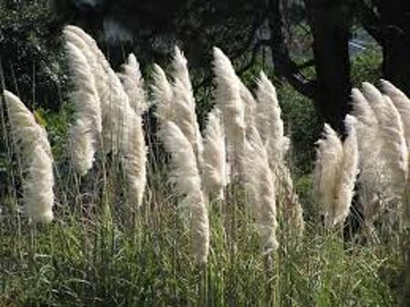 Cortaderia selloana - afbeelding 3