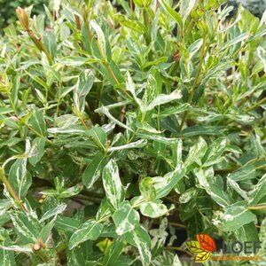 Salix integra 'Hakuro-nishiki' - afbeelding 2