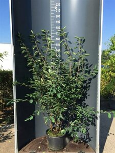 Amelanchier lamarckii 175/200 C.