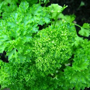 Petroselinum crispum C1.5