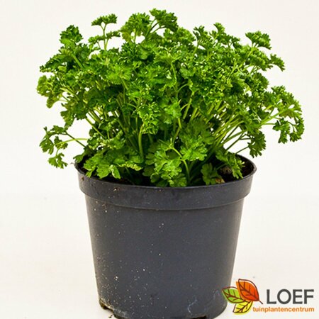 Petroselinum crispum C1.5 - afbeelding 1