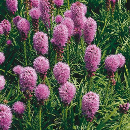 Liatris spicata 'Kobold' P9 - afbeelding 2