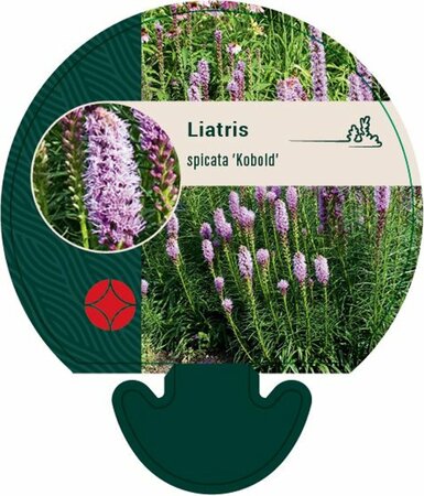 Liatris spicata 'Kobold' P9 - afbeelding 6