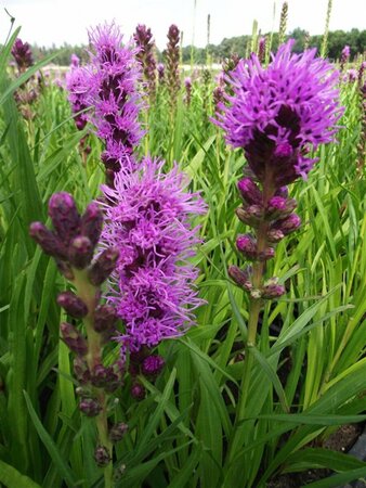Liatris spicata 'Kobold' P9 - afbeelding 3