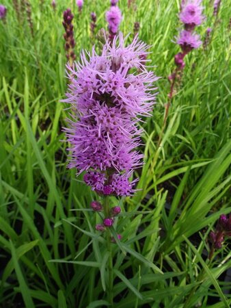 Liatris spicata 'Kobold' P9 - afbeelding 5