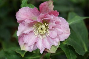 Helleborus orientalis 'Double Ellen Pink' P9 - afbeelding 2