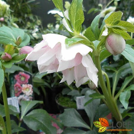 Helleborus orientalis 'Double Ellen Pink' P9 - afbeelding 1